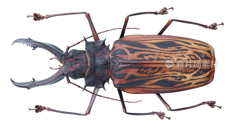 长角甲虫标本:Macrodontia cervicornis (Linnaeus, 1758)